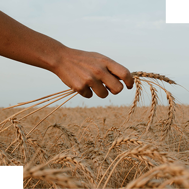 Il cambiamento climatico si combatte con l’agricoltura conservativa 