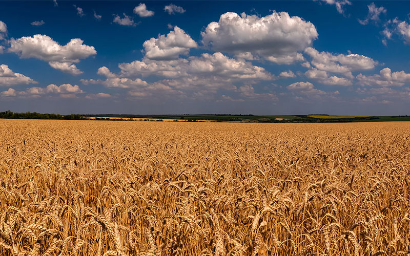 Il cambiamento climatico minaccia il grano