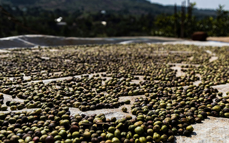Dal chicco al mercato: in Kenya nasce la nuova scuola per l'innovazione del caffè