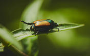 Popillia japonica, come si combatte il coleottero giapponese che sta proliferando nel Nord Italia