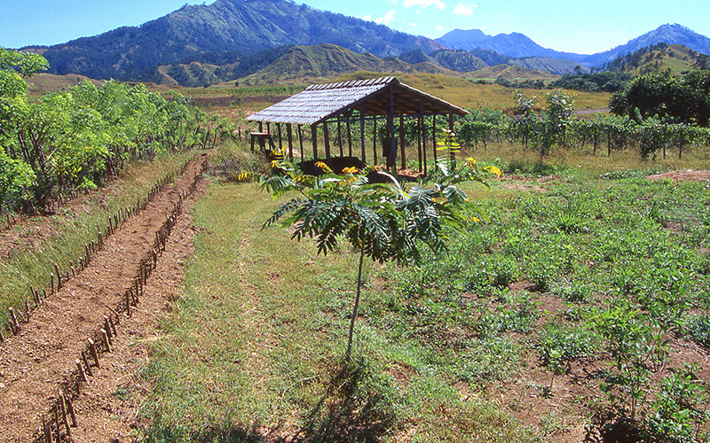 L’agricoltura, il terzo pilastro del ponte tra la Cattolica e Haiti